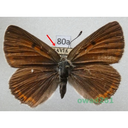 Lycaena hippothoe (Linnaeus, 1761) female Czech80a